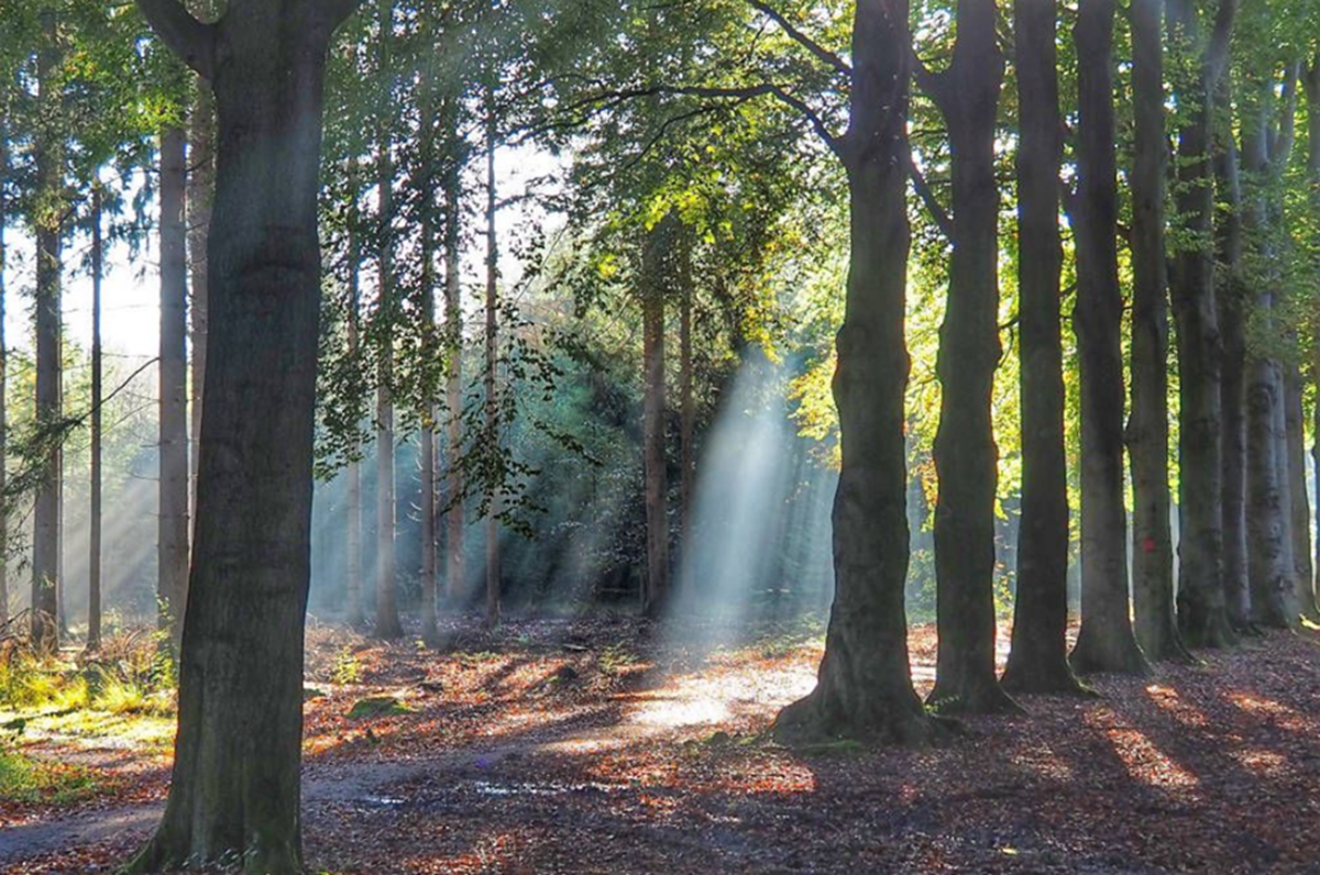 Patrick van der Gulik - Teamontwikkeling